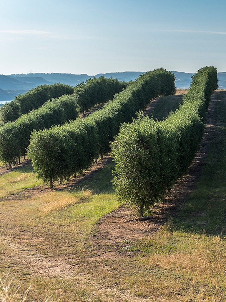 Aceite de oliva olivos Originia Foods