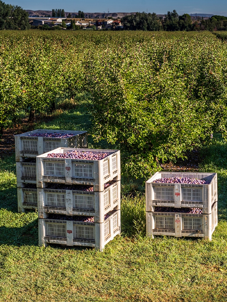 Cajas fruta deshidratada