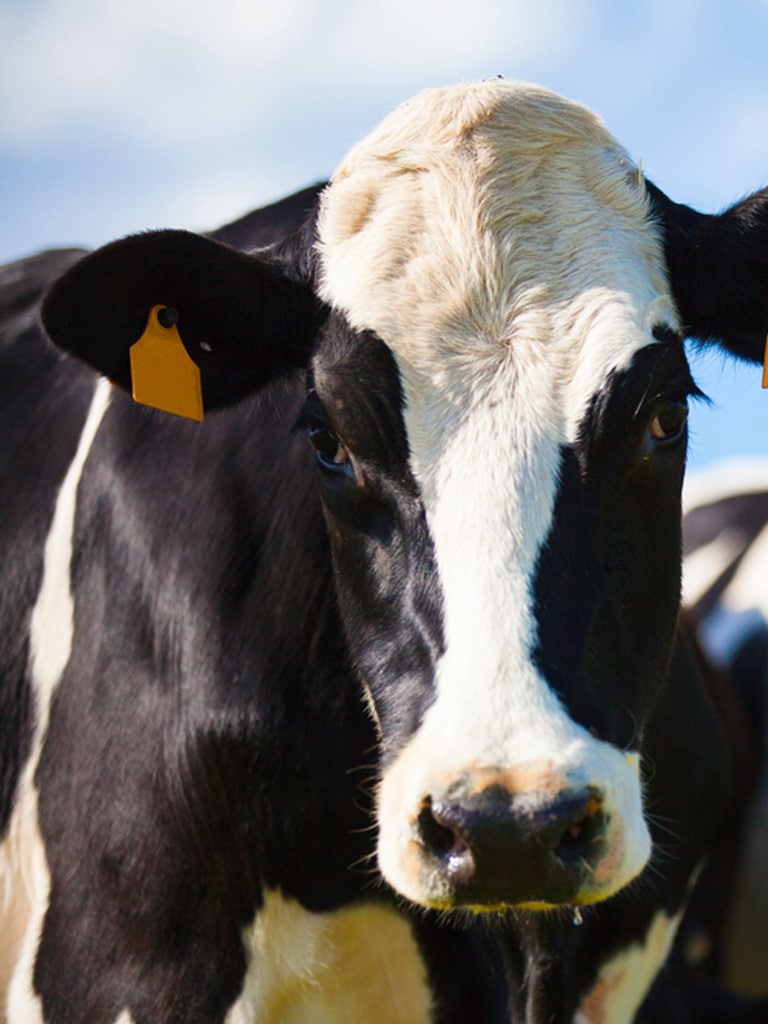 Vacas holstein para obtención de leche fresca