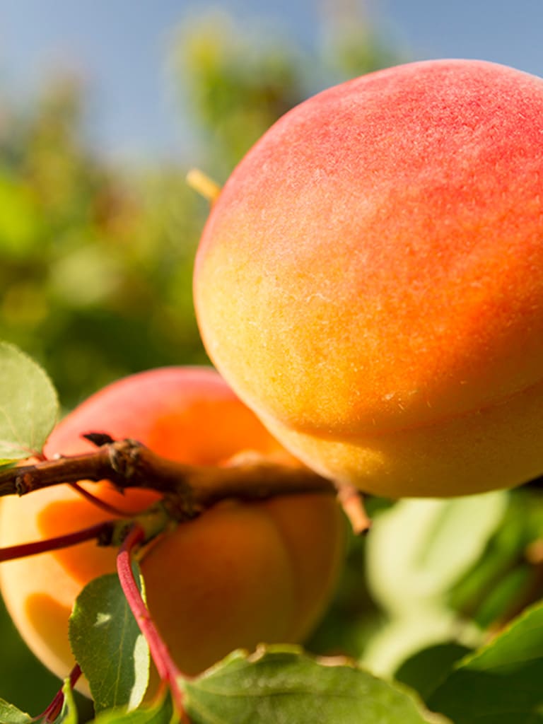 Transformados de frutas producto natural
