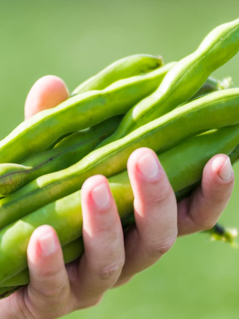 Verduras congeladas naturales origen en el campo